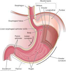 protrude upward through esophagus animation c. The Esophagus d. The Stomach - J-shaped pouch that receives food from esophagus 2 sphincters- control entrance of food in & out of stomach i.