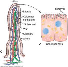f. The Small Intestine - 10 foot long structure, about 1 inch diameter, begins with duodenum Functions: 1. Mucus is secreted to protect from acid 2.