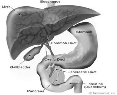 Function on Biliary System Create, store, transport, and release bile into the duodenum to aid in digestion Liver,