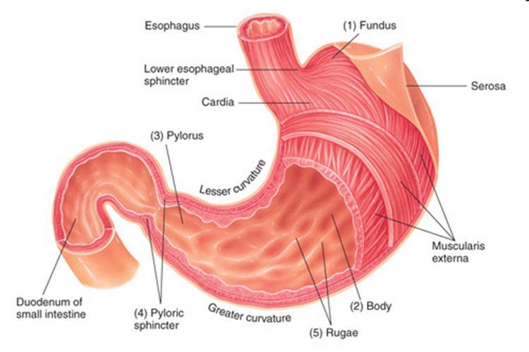 Stomach Stomach» Upper left quadrant of the of the abdominal cavity» Fundus» Body» Pylorus Cardiac Sphincter (b/t esophagus & stomach) Pyloric Sphincter (b/t stomach & small