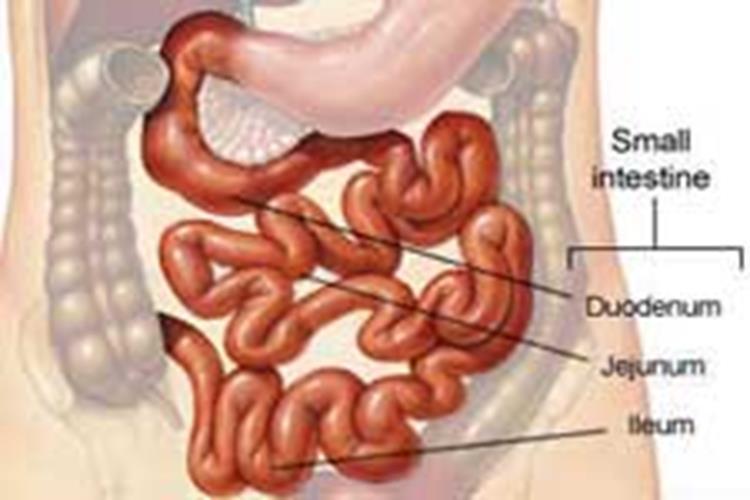Small Intestines (Bowels) Small intestines Duodenum» First segment» 12 long» Common target for feeding tubes Jejunum» Second segment» 8 long Ileum» Third