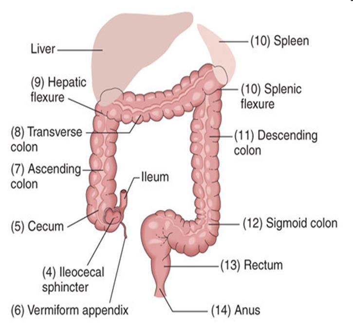 Large Intestines (Colon) Large intestines Approximately 2 in diameter & 5 long Cecum Ascending, Transverse, Descending Colon Sigmoid and Rectum