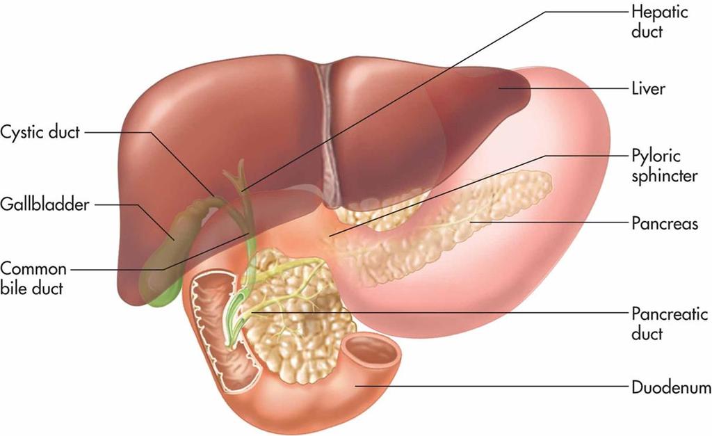 Accessory Organs: Liver, Pancreas, Gallbladder Based on