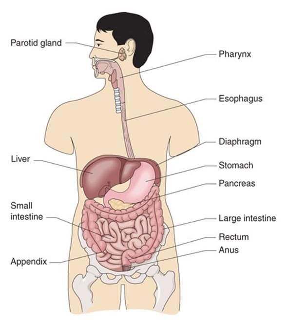 Structures of the Digestive Digestive system Also known as:» Alimentary Canal» Digestive Tract» Gastrointestinal Tract Upper