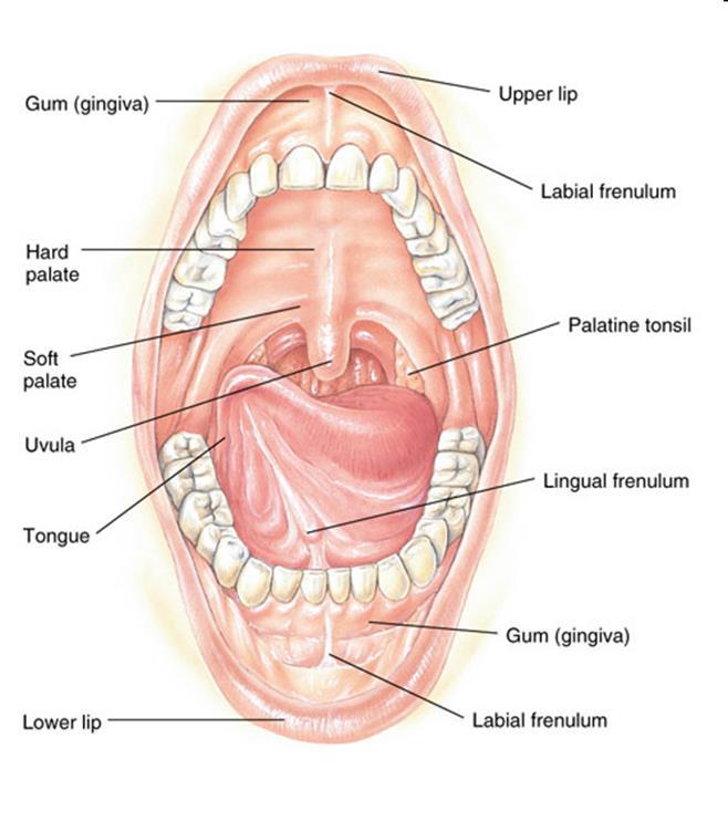 The Mouth Mouth (buccal cavity) Function: physical breakdown of food or (bolus); ingestion and mastication accessory organs-