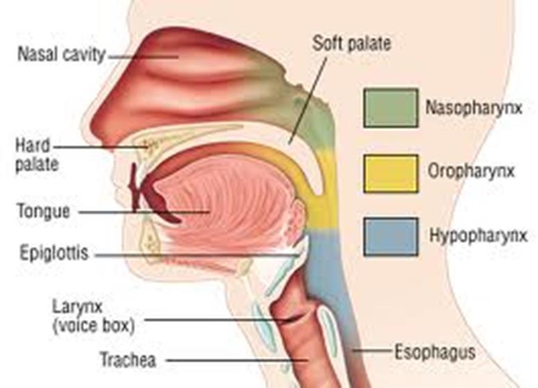 Pharynx (Throat) Pharynx (throat) Nasopharynx Oropharynx Hypopharynx When