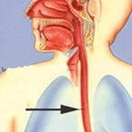 Esophagus Esophagus Muscular tube, 10 long Connects the pharynx and stomach Peristalsis occurs here