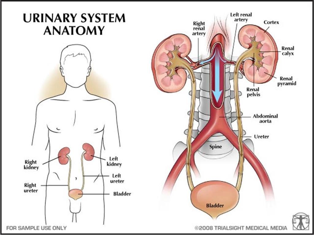 Urinary System (also