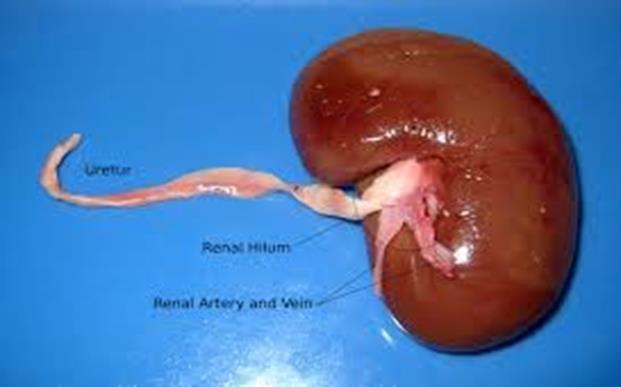 Functions of the Kidney Both the prefix nephro or the term renal refer to the kidney.