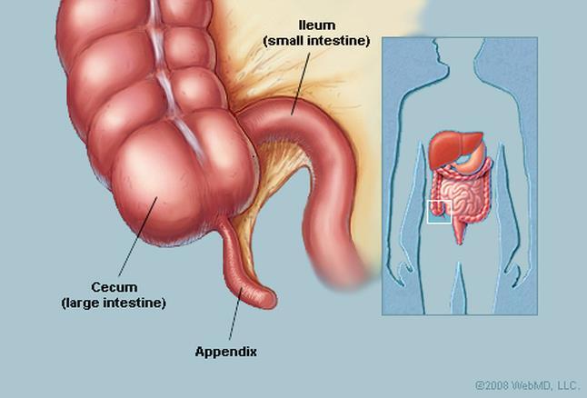 Large Intestine (Colon) 1. Primary Function water absorption and feces consolidation. 2.