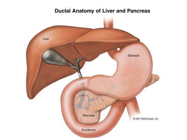 Pancreas Produces digestive enzymes secrets into the