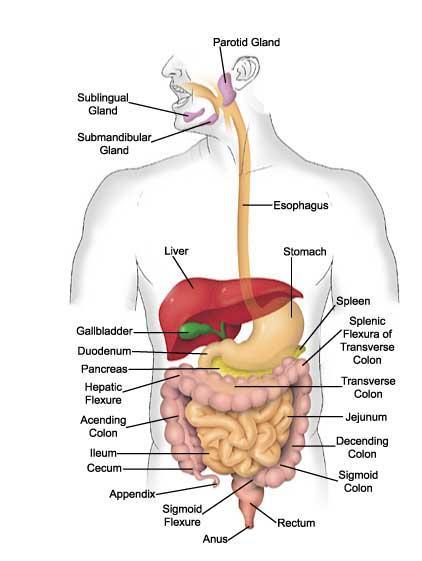 Digestive System Breaks down ingested food (large molecules) into small molecules, via mechanical and chemical means.