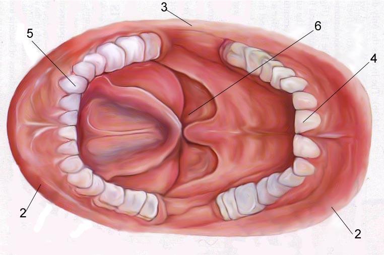 Mouth Teeth, mechanical breakdown: incisors canines premolars & molars Salivary Glands - Saliva, mixes with food and begins