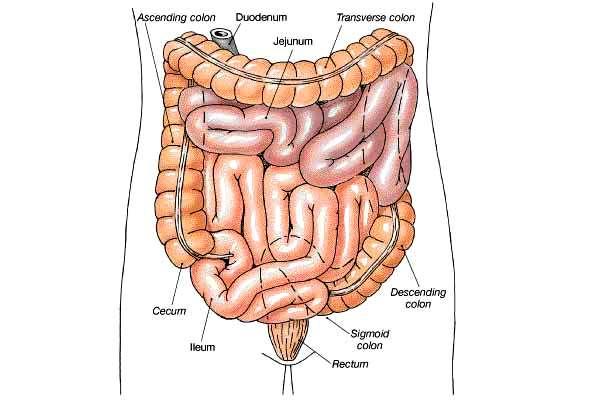 The Small Intestine About 18 feet long The duodenum About 8 inches long Common bile duct & pancreatic duct empty here The jejunum