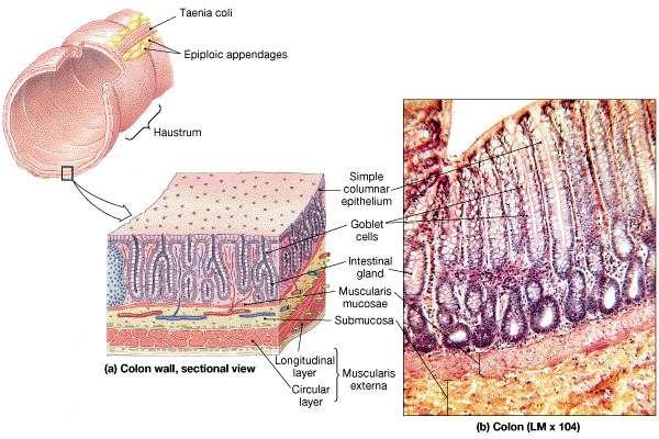 Histology and Functions of the Large Intestine Mucosa - simple columnar epithelium