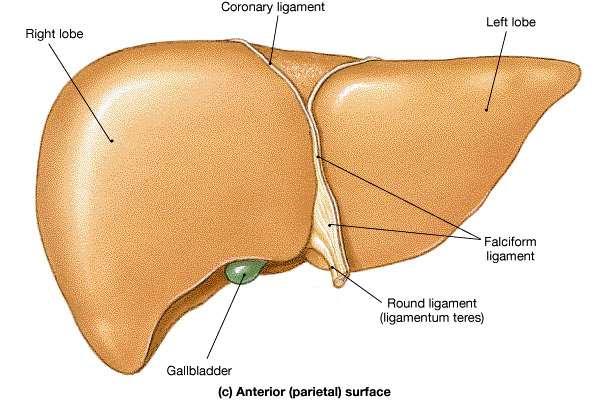 The Liver Performs many lifesustaining functions