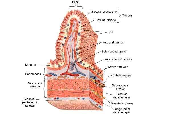 innermost to outermost) Mucosa Submucosa
