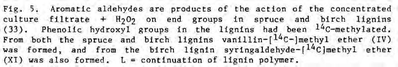 OXIDATION OF LIGNIN BY P.