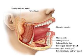 the oral cavity (mouth) involves.