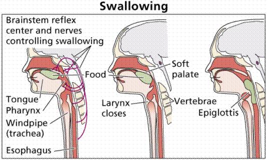Oral Cavity (The Mouth) https://www.youtube.com/watch?v=pncv6yafq g The Process of Swallowing 1. The tongue forces the food to the back of the throat. This is a voluntary movement. 2.
