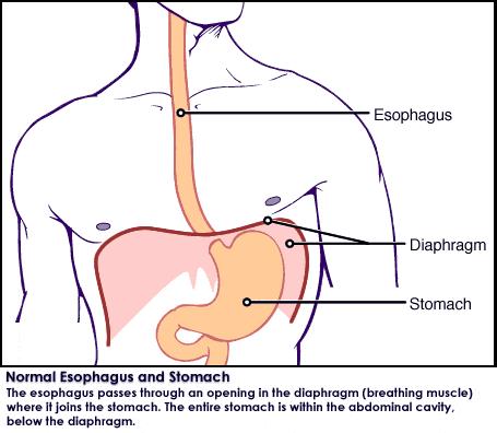 FUNCTION: The Esophagus The primary function of the esophagus