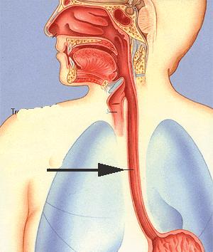 process of swallowing.