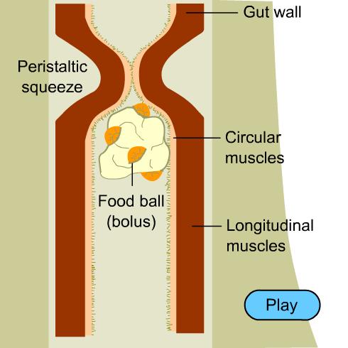 The Movement of Food: Peristalsis is a