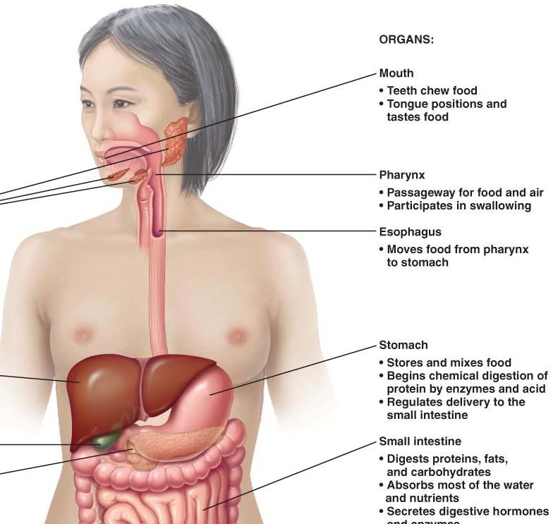 Esophagus is a long muscular