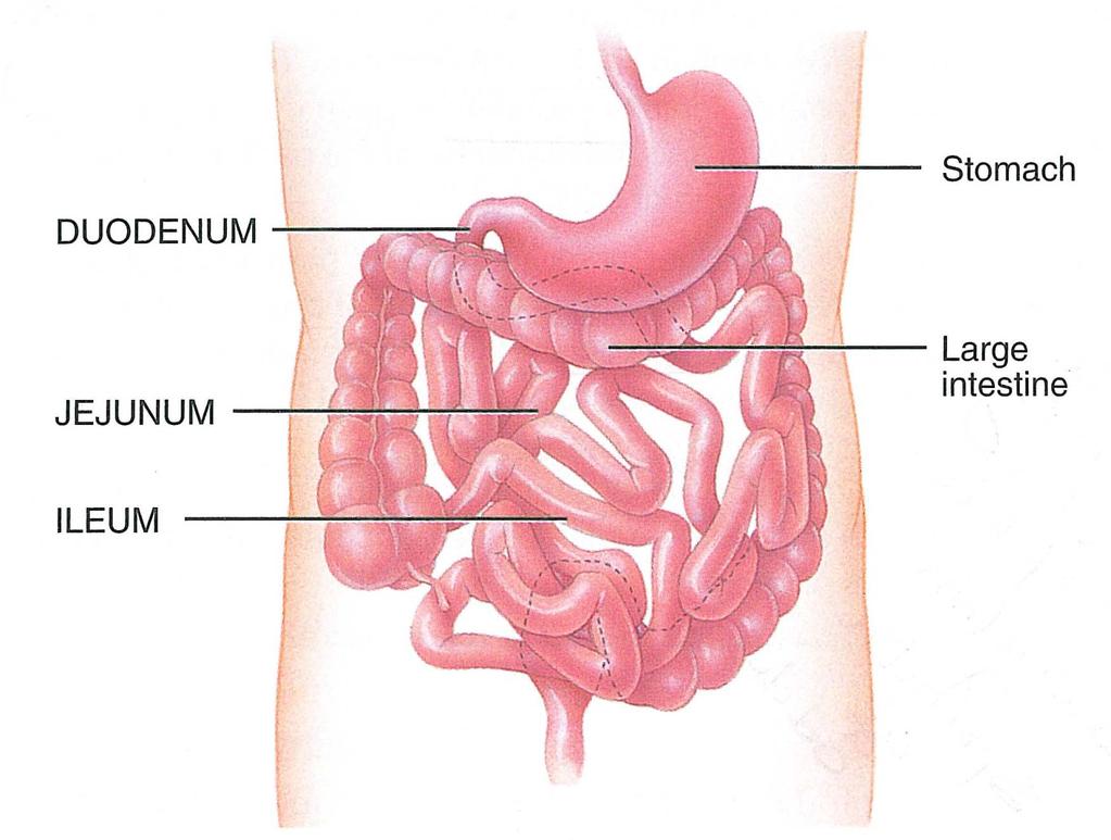Exiting Stomach: ACID CHYME Next section: SMALL INTESTINE Intestine Function 1 Enzymatically attack