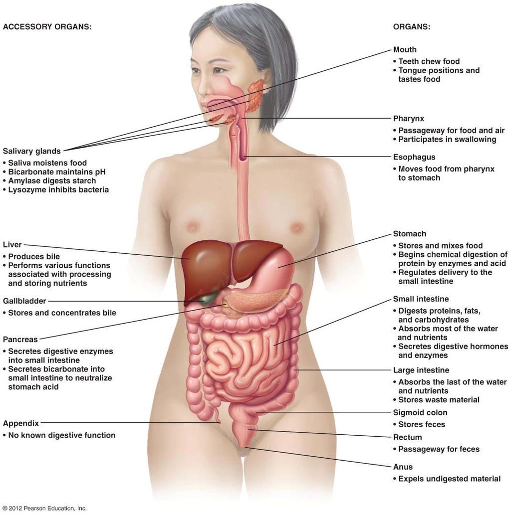 DIGESTIVE SYSTEM MOUTH +