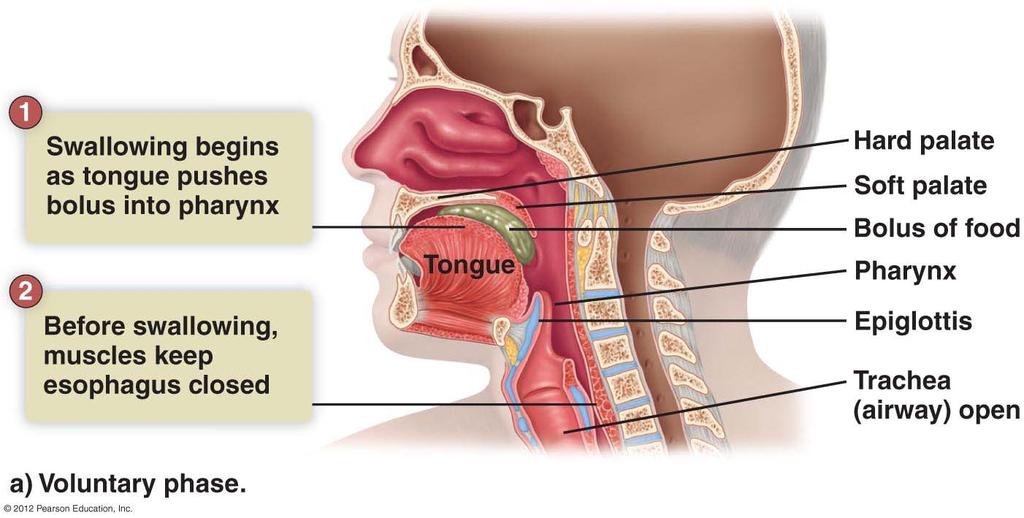 Swallowing Muscular tongue manipulates