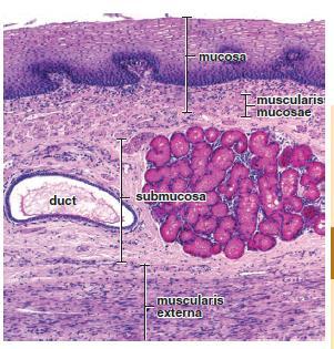 Esophagus Epithelium - stratified squamous Mucosal and submucosal glands of the esophagus secrete mucus to lubricate and protect the luminal wall. Esophageal glands proper lie in the submucosa.