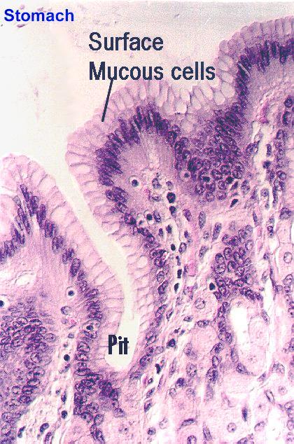 Epithelial cells of the Stomach Surface mucous cells line the inner surface of the stomach and the gastric pits. The mucous protects against abrasion from rougher components of the chyme.