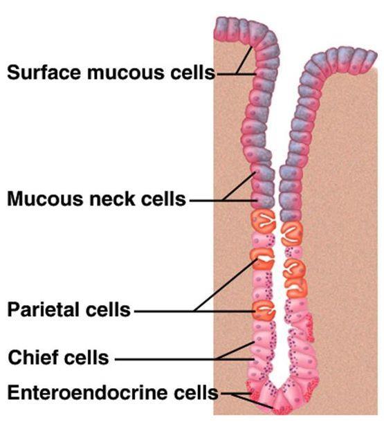 Cells of gastric glands Mucous neck cells secrete mucous, predominant in cardiac and pyloric glands.