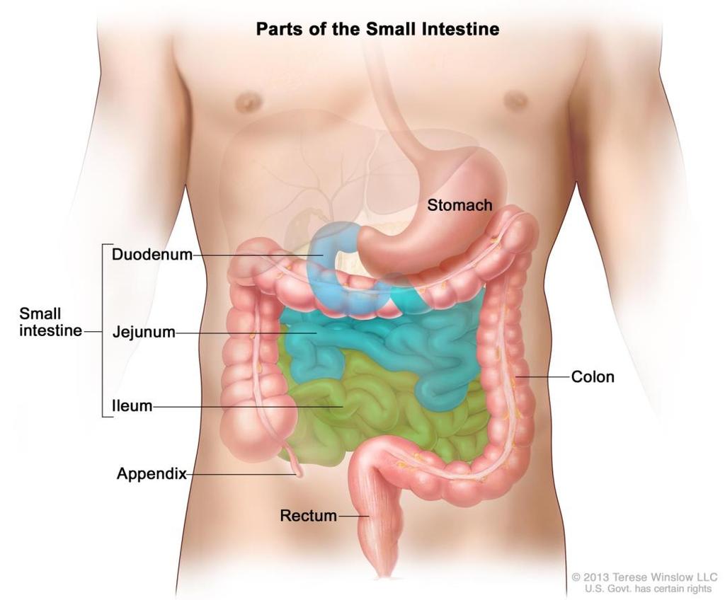 Small Intestine Consist of three parts: duodenum, jejunum, ileum.
