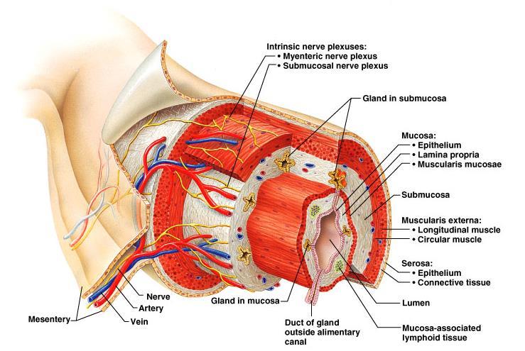 Basic Structure of the Alimentary Canal Wall Tube is made up of four layers: 1.