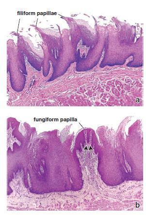 Filiform papillae are the smallest and most numerous in humans. They are conical, elongated projections of connective tissue that are covered with highly keratinized stratified squamous epithelium.