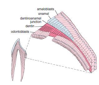 Dentin is a calcified material that forms most of the tooth substance.