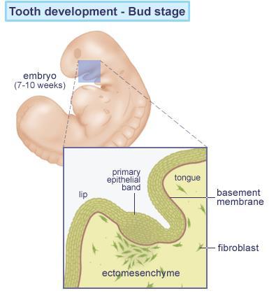 Bud stage Cells of oral