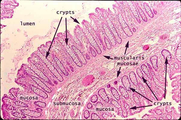 cells; may be stratified squamous if protection is needed (e.g.