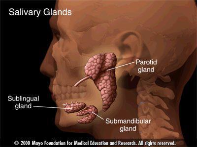 Salivary glands Major glands parotid, submandibular, sublingual.