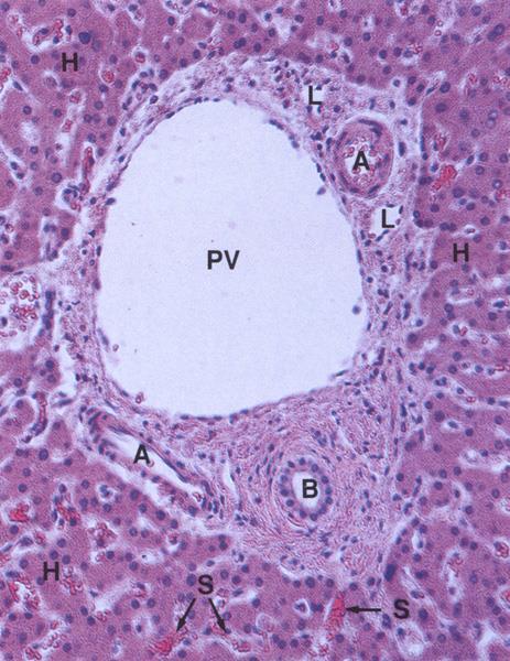 Liver Portal Tract -Portal vein (PV) -Hepatic artery