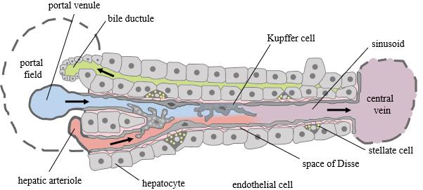 Epithelial and