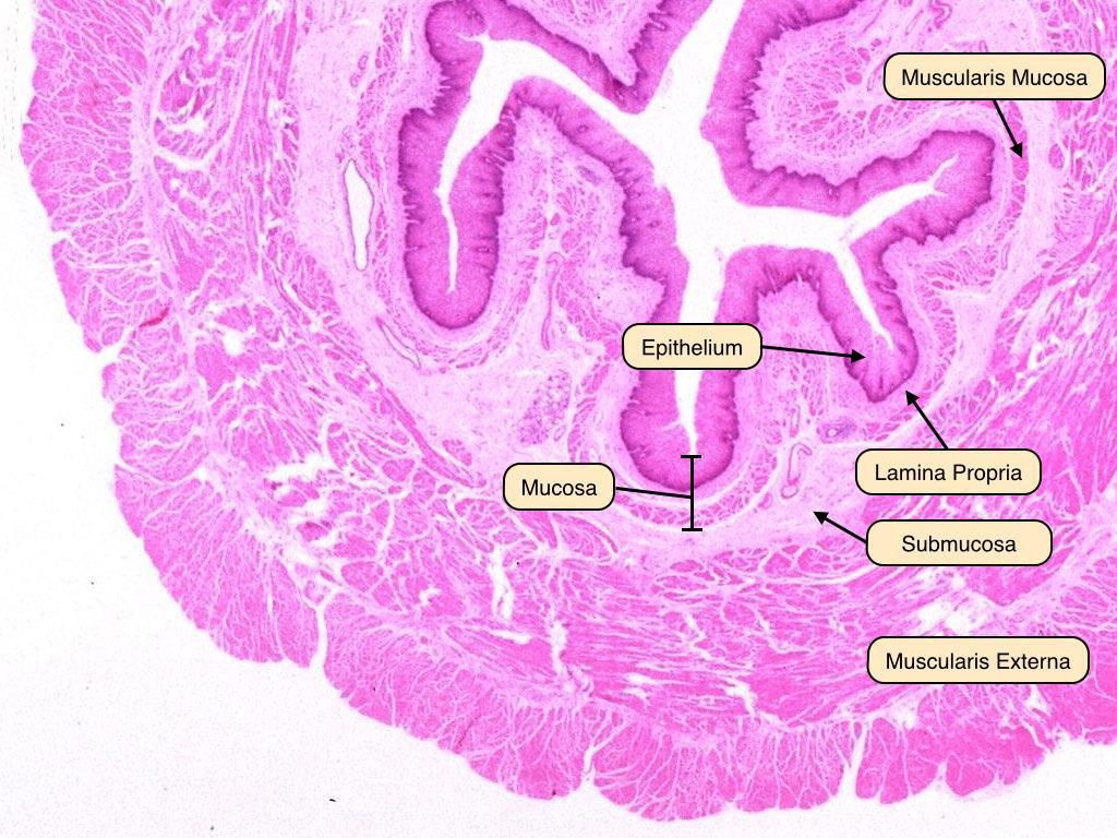 Muscularis externa Usually two layers of smooth muscle: inner circular layer outer longitudinal layer.