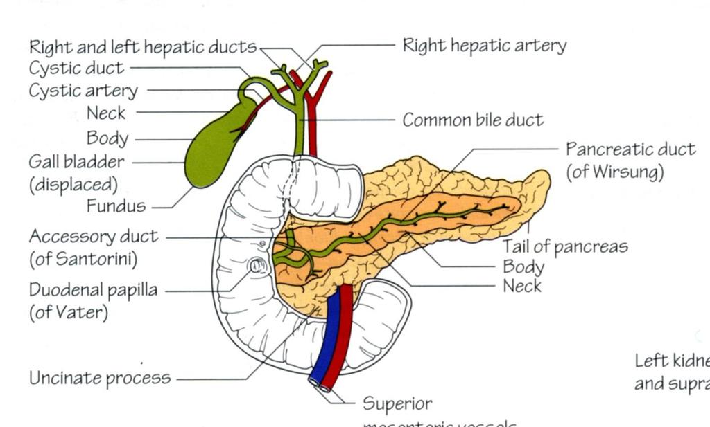 The pancreas performs both exocrine and endocrine functions.