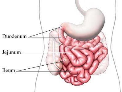 Attaches to the stomach Curves around pancreas The acid chyme from the stomach mixes with the digestive juices from the liver, pancreas, gall