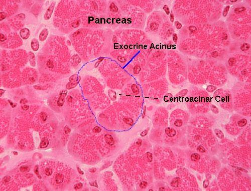 Acinus (Acini)-secrete pancreatic