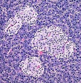 amylase Islet cells-secrete endocrine