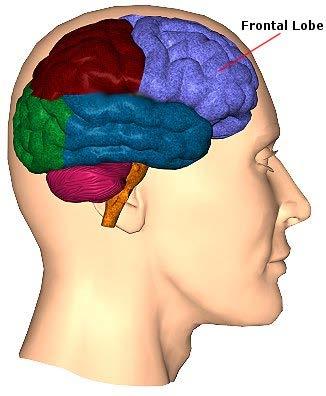 Frontal lobes Our emotional control center and home to our personality Involved in motor function, problem solving, spontaneity, memory, language, initiation, judgment, impulse control, and social
