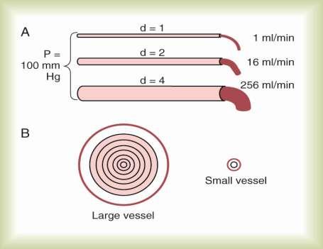 Effect of Vessel Diameter on Blood Flow Conductance is very sensitive to change in diameter of